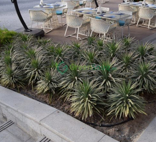 Yucca desmetiana Or Blue Boy