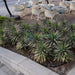 Yucca desmetiana Or Blue Boy
