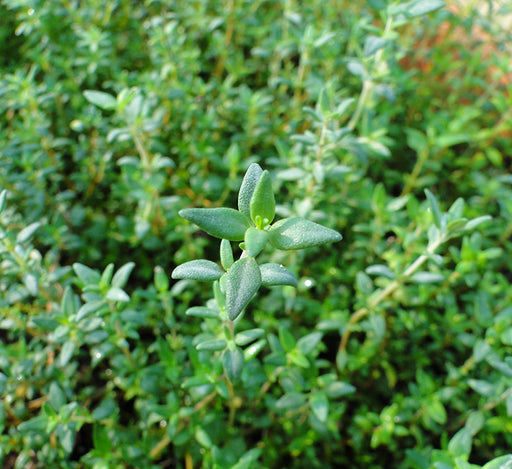 Zaatar Herb