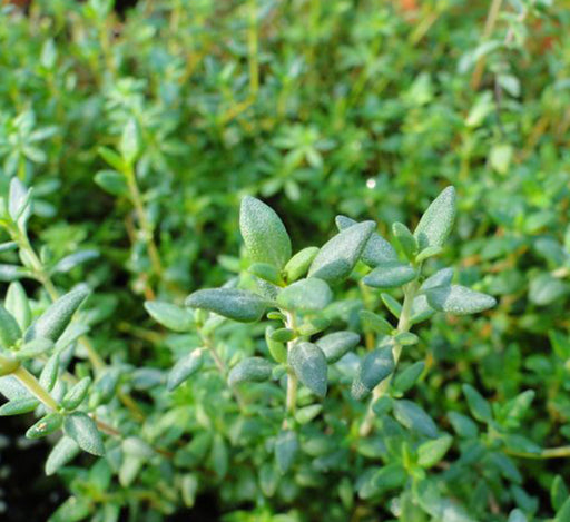 Zaatar Herb