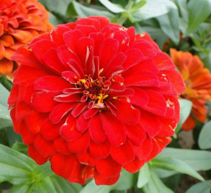 1 Dirham Plant | Seasonal Flowering Plants