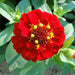 Zinnia Flowers or “Zinnia”