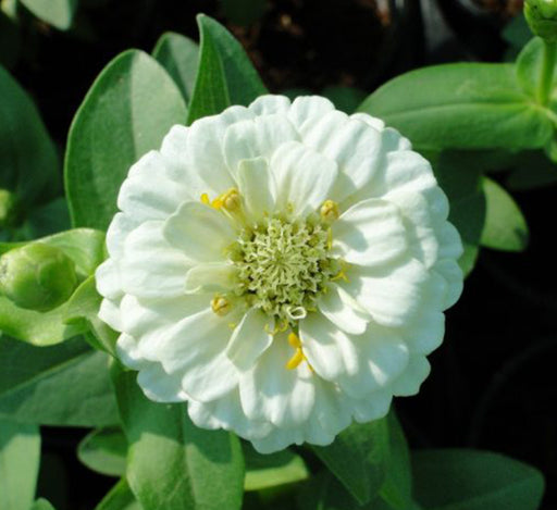 Zinnia-Greensouq