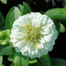 Zinnia-Greensouq