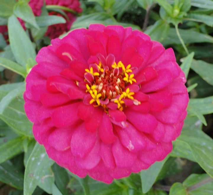 Zinnia-Greensouq