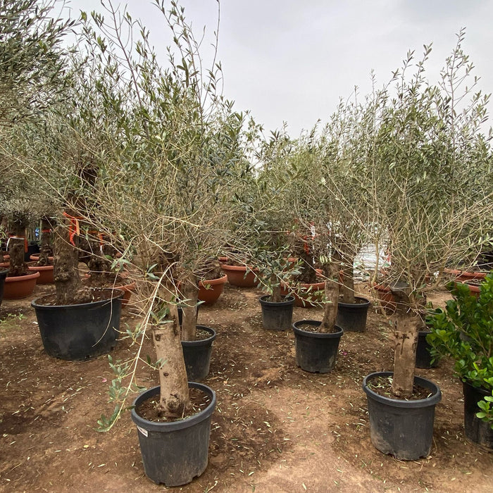 olivce tree 1.8m height 1..mm trunk dia greensouq