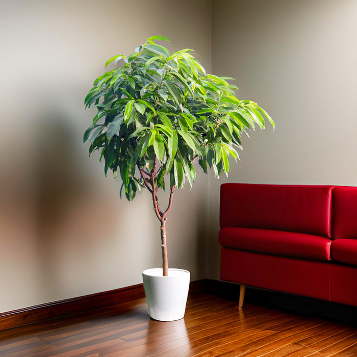 Ficus Amstel King 1.5-2.0m