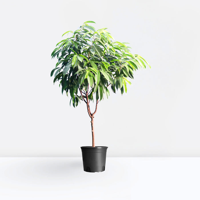Ficus Amstel King 1.5-2.0m