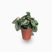 Peperomia argyreia or Watermelon Peperomia