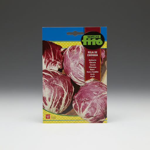 Achicoria Roja de Chioggia Seeds - Fito - Greensouq - 
