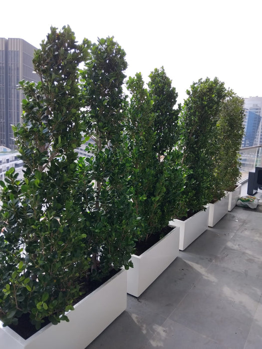 Ficus Cone 1.8- 2m in Fiber Glass Pot (GRP) (100x40x40)