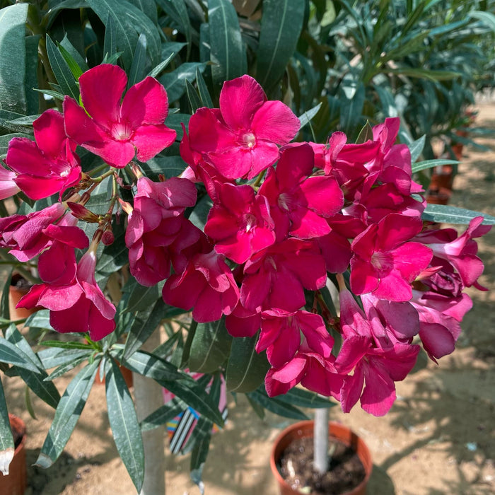 Oleander "Nerium Oleander" Mix Copa 30L
