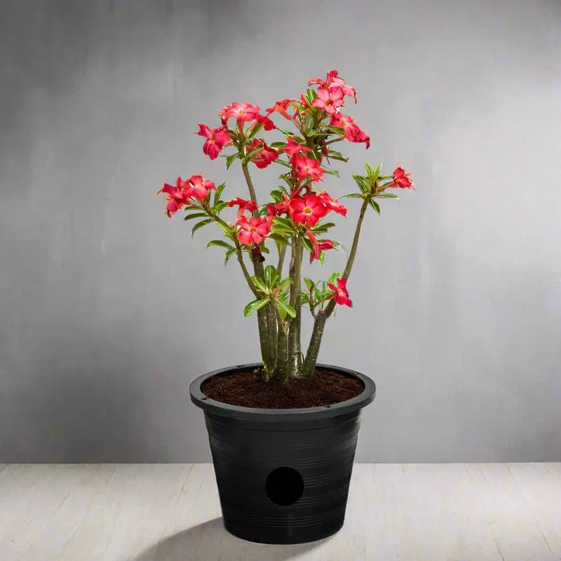 Adenium Obesum Or Desert Rose وردة الصحراء - Greensouq - 