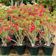 Adenium Obesum Or Desert Rose وردة الصحراء - Greensouq - 