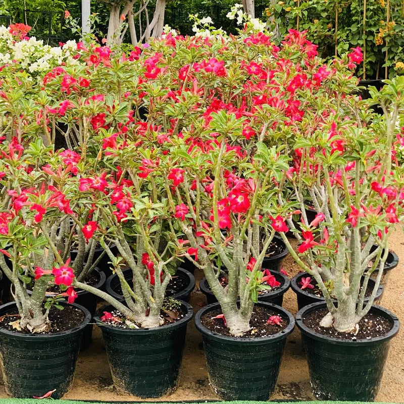 Adenium Obesum Or Desert Rose وردة الصحراء - Greensouq - 