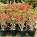 Adenium Obesum Or Desert Rose وردة الصحراء - Greensouq - 