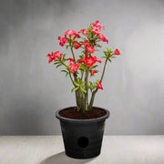 Adenium Obesum Or Desert Rose وردة الصحراء - Greensouq - 