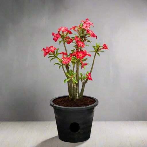Adenium Obesum Or Desert Rose وردة الصحراء - Greensouq - 