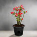 Adenium Obesum Or Desert Rose وردة الصحراء - Greensouq - 