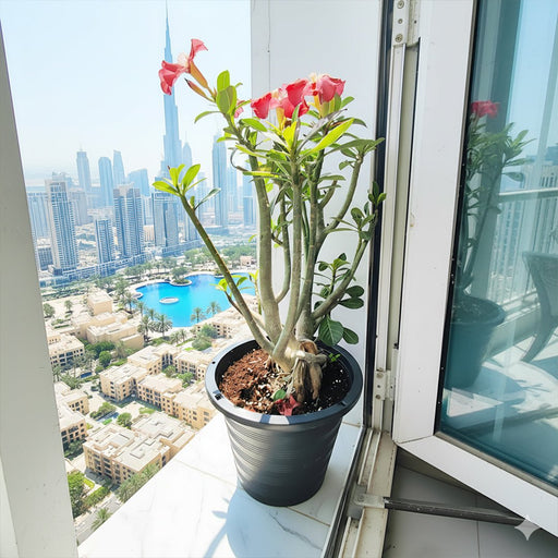 Adenium Obesum Or Desert Rose وردة الصحراء - Greensouq - 