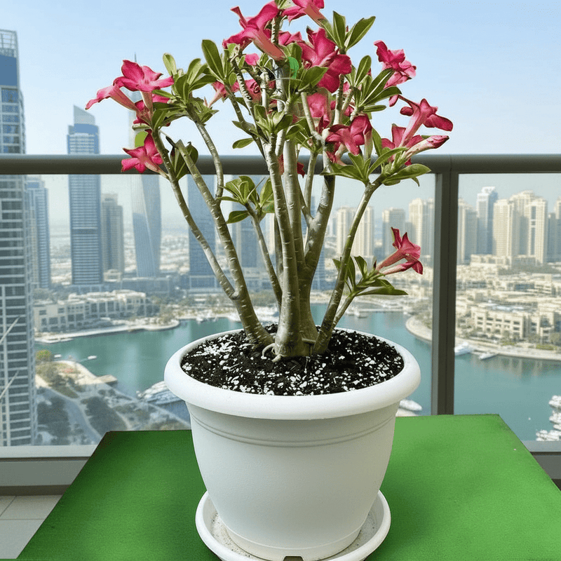 Adenium obesum Or Desert Rose وردة الصحراء XL - Greensouq - 
