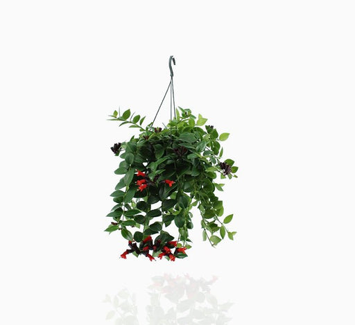 Aeschynanthus or Mona Lisa - Greensouq - 