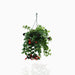 Aeschynanthus or Mona Lisa - Greensouq - 