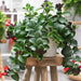 Aeschynanthus or Mona Lisa - Greensouq - 