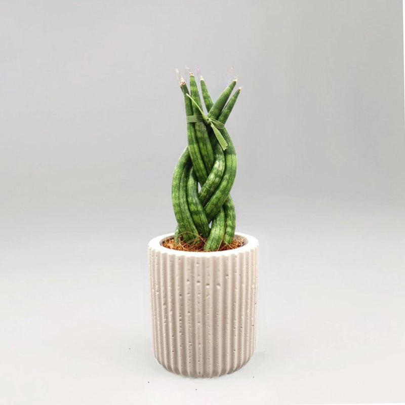 African Spear , Twisted Sansevieria Cylindrica - Greensouq - 