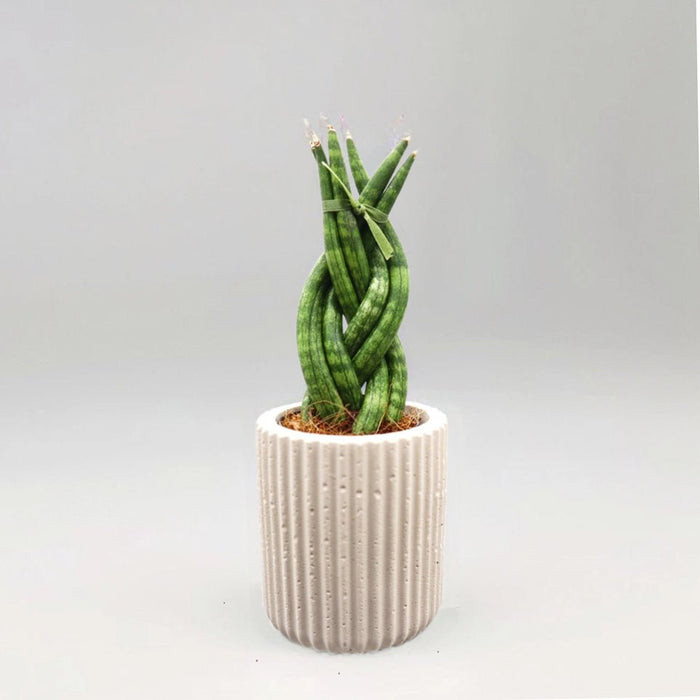 African Spear , Twisted Sansevieria Cylindrica - Greensouq - 