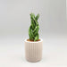 African Spear , Twisted Sansevieria Cylindrica - Greensouq - 