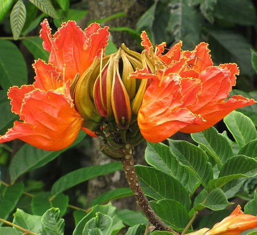 African tulip tree Green Souq