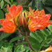 African tulip tree Green Souq