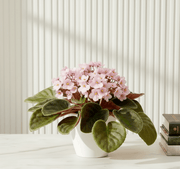 Saintpaulia or African Violets 12 - 15cm - Greensouq -