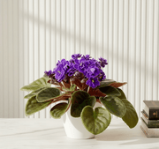 Saintpaulia or African Violets 12 - 15cm - Greensouq -