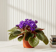Saintpaulia or African Violets 12 - 15cm - Greensouq -
