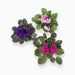 Saintpaulia or African Violets 12 – 15cm