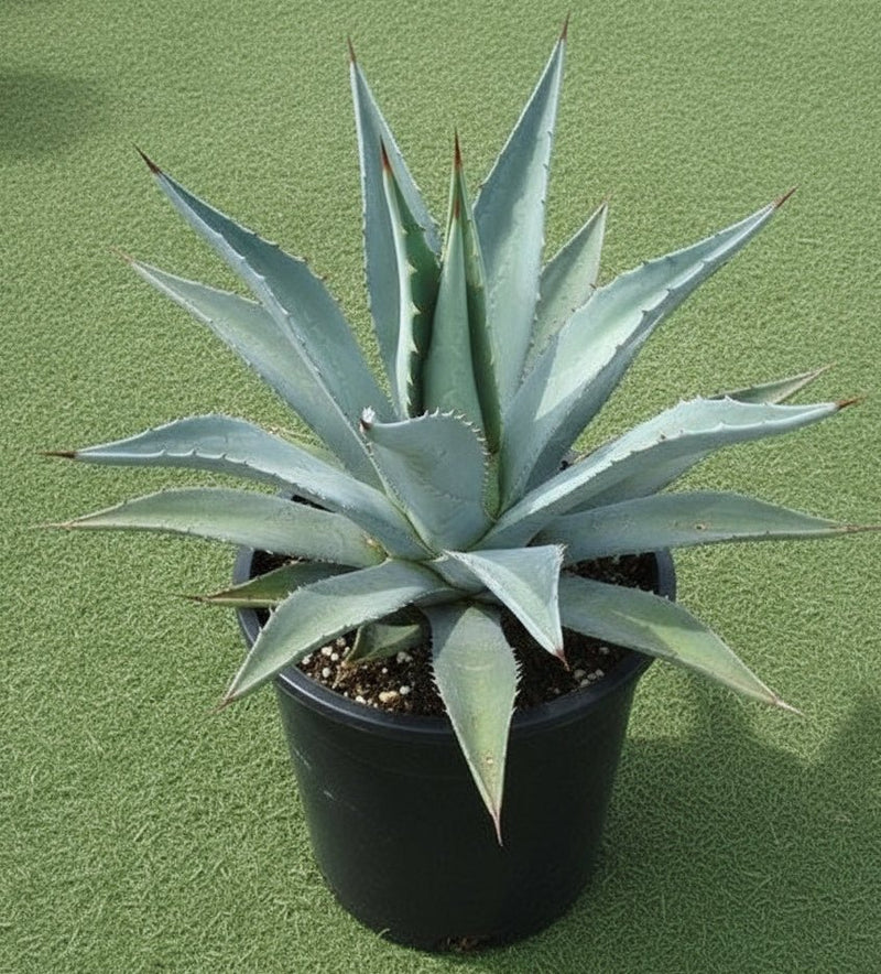 Agave Americana Dark Green or Century Plant - Greensouq - 