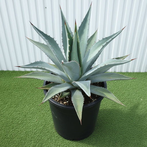 Agave Americana Dark Green or Century Plant - Greensouq - 