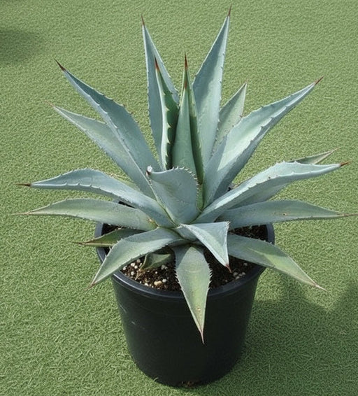 Agave Americana Dark Green or Century Plant - Greensouq - 