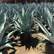 Agave Americana Dark Green or Century Plant - Greensouq - 