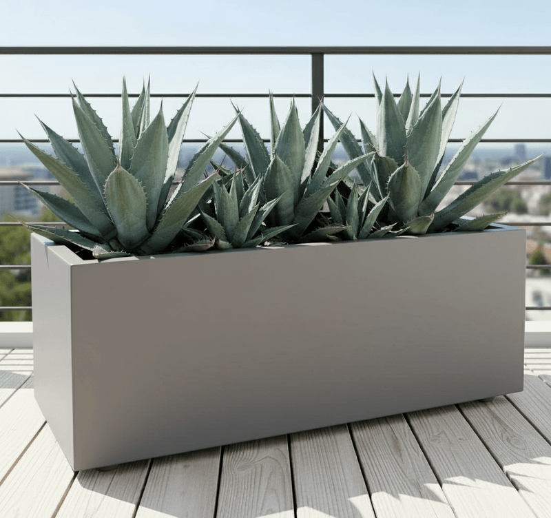 Agave Americana in white Grp Pot 90x30x30 - Greensouq - 
