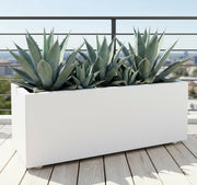 Agave Americana in white Grp Pot 90x30x30 - Greensouq - 