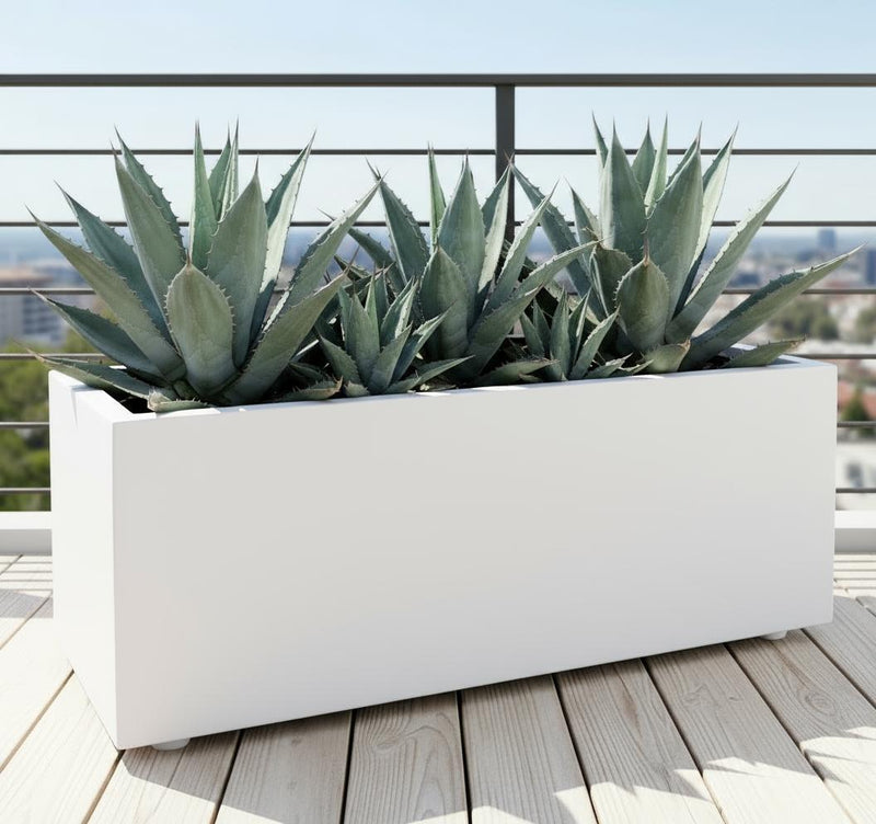 Agave Americana in white Grp Pot 90x30x30 - Greensouq - 