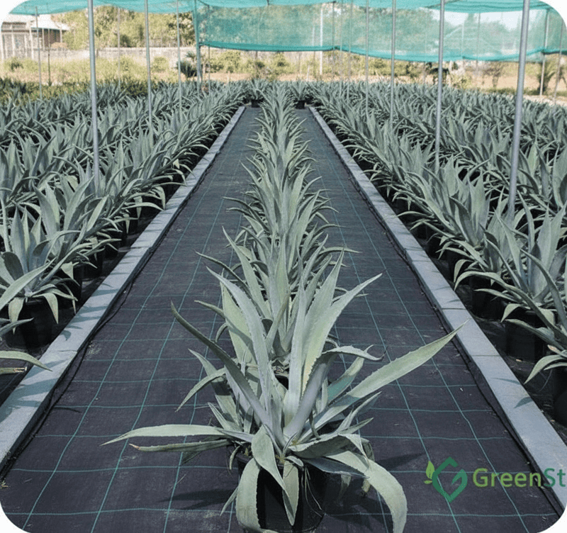 Agave Americana or Century Plant - Greensouq - 