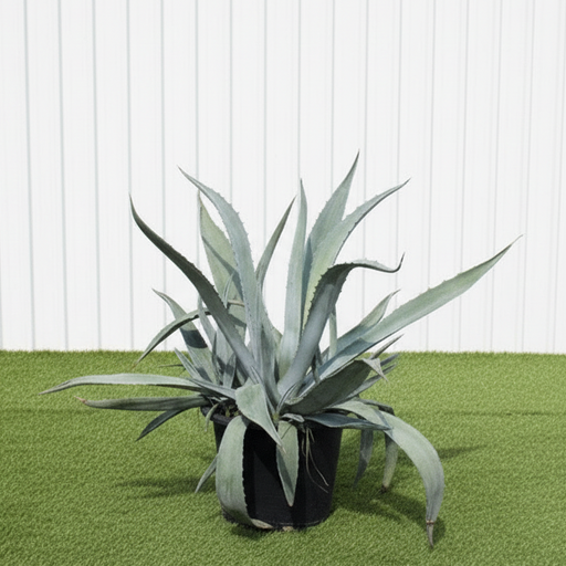 Agave Americana or Century Plant - Greensouq - 