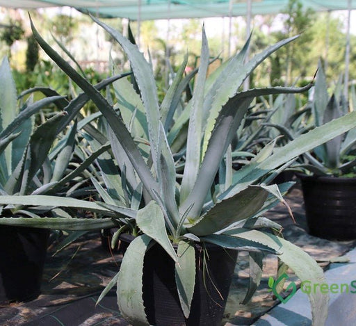 Agave Americana or Century Plant - Greensouq - 