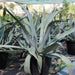 Agave Americana or Century Plant - Greensouq - 