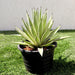 Agave Angustifolia | Caribbean Agave 30 - 60cm spread - Greensouq - 