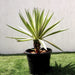 Agave Angustifolia | Caribbean Agave 30 - 60cm spread - Greensouq - 